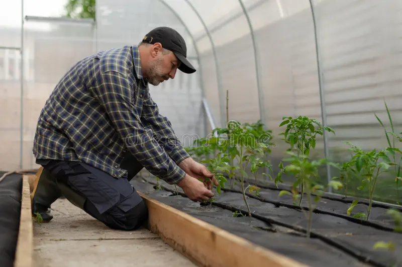 Farmer caring for a young plant