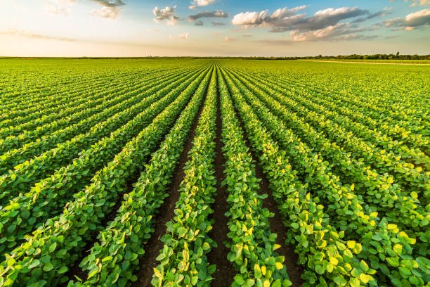 Healthy green agricultural fields
